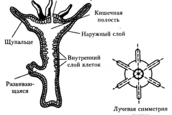 Кракен 17